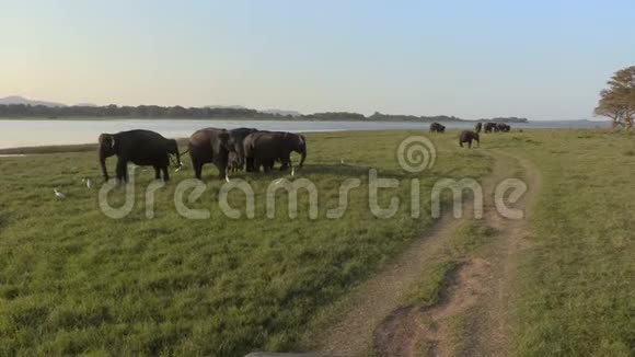 斯里兰卡野象漫步Hikkaduwa海滩的景色视频的预览图