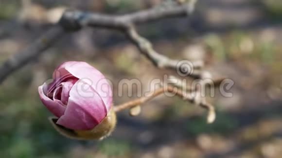 粉红色玉兰花绽放的花蕾早春视频的预览图
