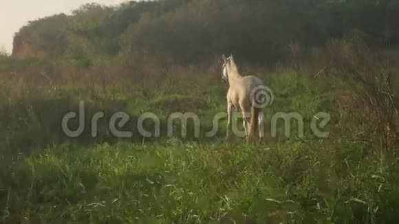 白马在日落时放牧视频的预览图