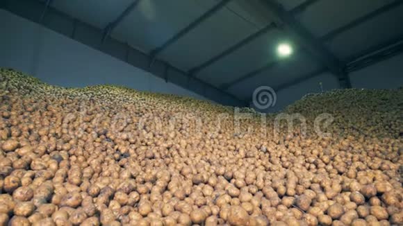 工业设施中含有大量收获的马铃薯块茎农业耕作概念视频的预览图