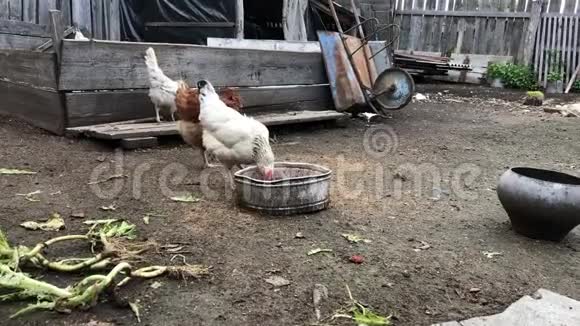 公鸡和鸡在农家院里觅食和行走鸡场视频的预览图
