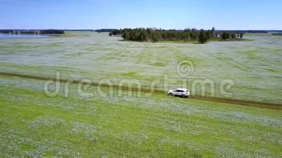 高上景白车行驶在荞麦田视频的预览图