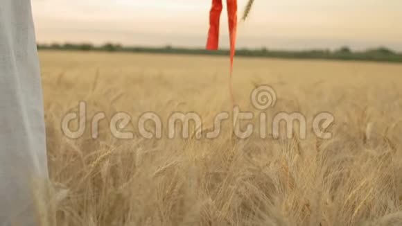 慢动作特写女人手握红丝带包裹的麦穗手握麦田视频的预览图