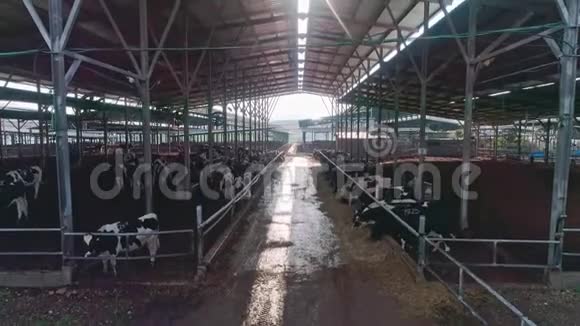 起重机从一个大型奶牛场上吃奶的奶牛到绿色的风景视频的预览图