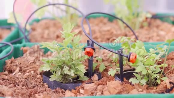 园林花卉自动灌溉系统视频的预览图