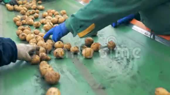 农业耕作概念土豆块茎正在从工厂传送带上移走视频的预览图