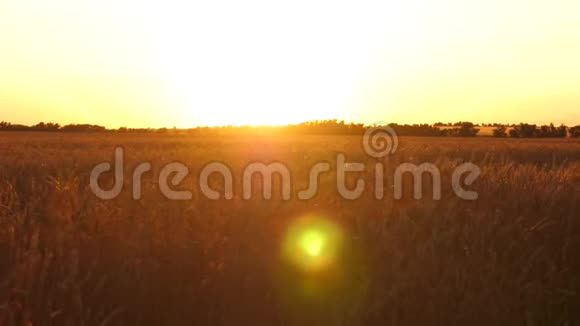 美丽的日落与乡村越过一片麦田田间成熟的麦穗太阳照亮了小麦作物视频的预览图