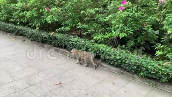 探索街头猫的生活方式视频的预览图
