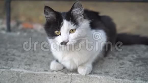 可爱的黑白小猫黄色的眼睛坐在篱笆上看着相机视频的预览图