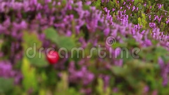 乌鸦和云莓果实在开花林铃石楠在7月在一个斜坡在凯恩斯NP苏格兰视频的预览图