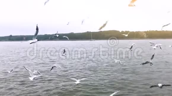 一大群海鸥飞过飞过镜头视频的预览图