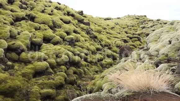 冰岛的火山景观熔岩上的绿色苔藓视频的预览图