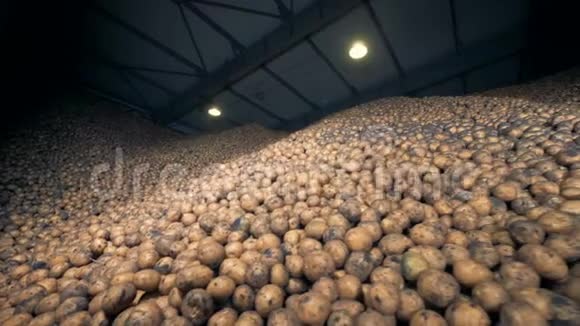 印第安储藏空间里装满了大量的土豆农业耕作概念视频的预览图