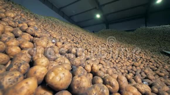 贮藏室里大量的土豆农业耕作概念视频的预览图