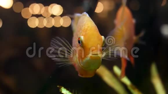 亲近金鱼在水族馆与绿色植物宠物的概念框架美丽的金鱼张开嘴视频的预览图