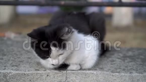 特写一只迷人的黑白小猫黄眼睛它坐在石头上打着哈欠看着镜头视频的预览图