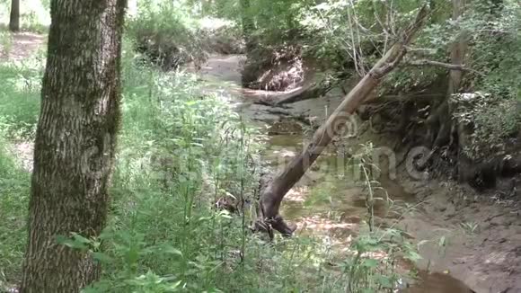乔治娅霍科姆桥沿着霍科姆桥公园流过的一条小溪的平底锅视频的预览图