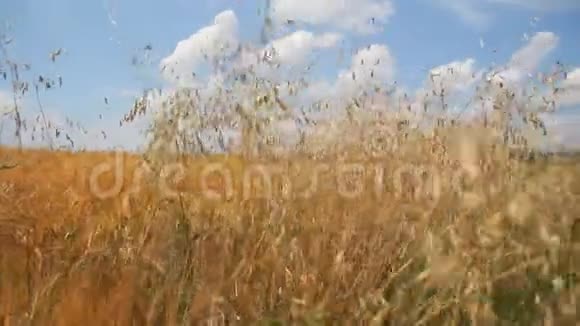 麦田附近的燕麦穗视频的预览图