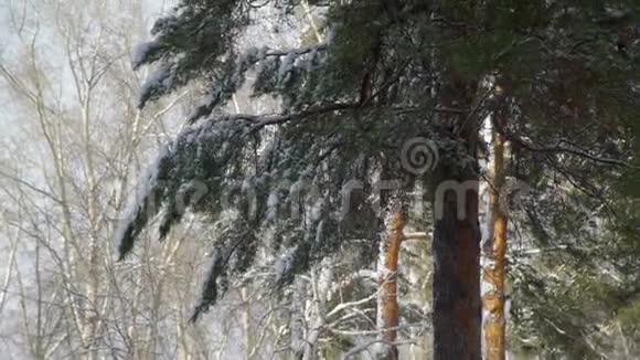 松枝在阳光明媚的冬日视频的预览图