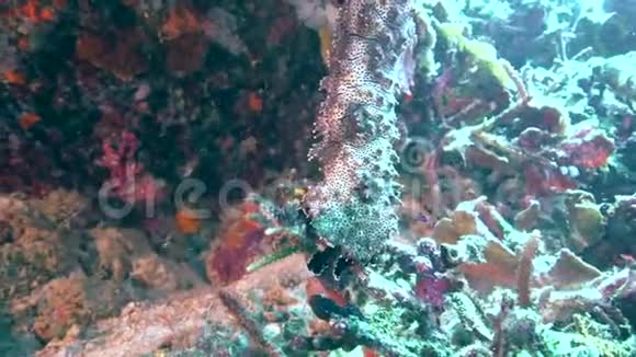 在祖鲁海阿坡岛的珊瑚中黑嘴海参Blackmouth海参海参Greffe视频的预览图