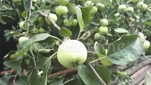 青苹果挂在苹果树枝上视频的预览图