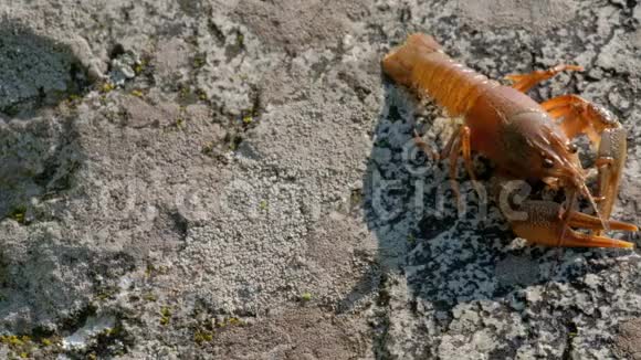 石头上的美国小龙虾移动胡子往下走视频的预览图