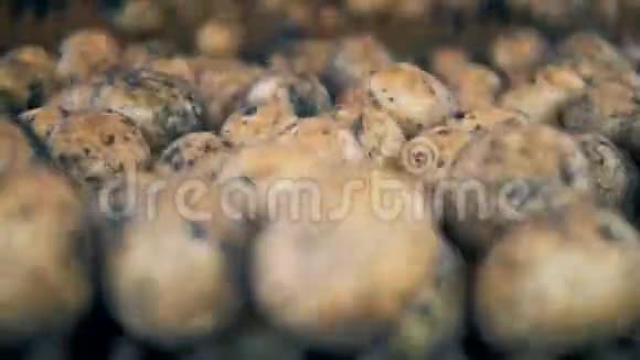 很多马铃薯块茎在农业机器中移动和滚动新收获概念视频的预览图