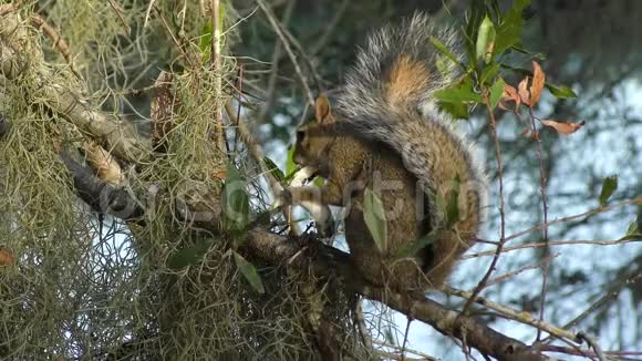 松鼠以树枝上的蘑菇为食视频的预览图