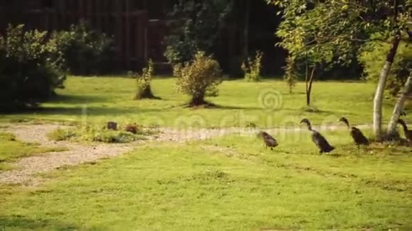 一群鹅在草地上奔跑视频的预览图