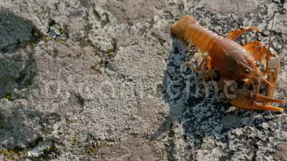 活河小龙虾在长满苔藓的石头上移动一个胡子视频的预览图