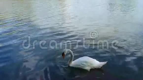 一只天鹅在雅芳河捕鱼视频的预览图