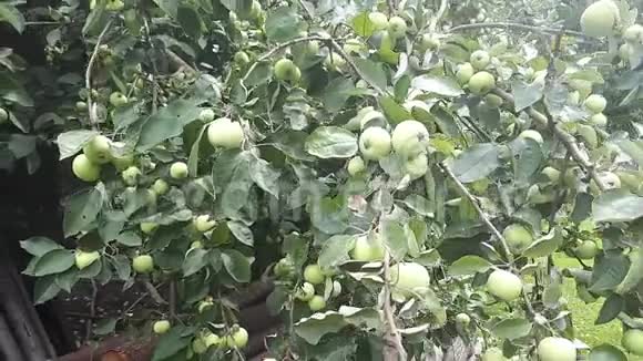青苹果挂在苹果树枝上视频的预览图