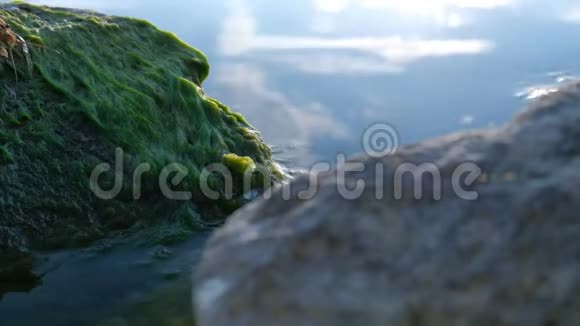 一条美国河中的小龙虾拉丁阿塔库斯在一块石头上绿藻潜入水中视频的预览图