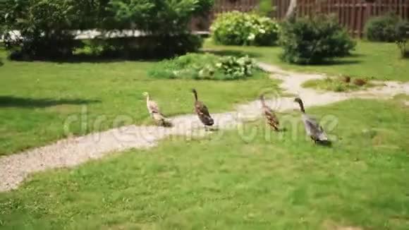 一群鹅在草地上奔跑视频的预览图