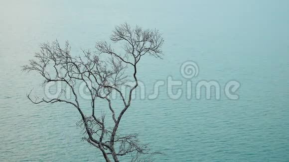 孤独的死树靠海视频的预览图