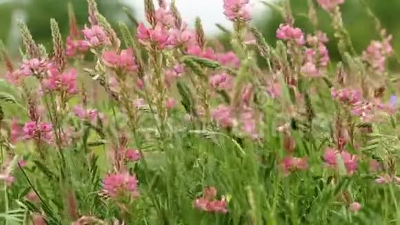 盛开的粉红色草甸花在风中摇曳春季视频的预览图