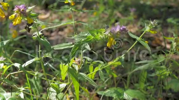 大黄蜂飞在花上在森林里在阳光明媚的夏日视频的预览图