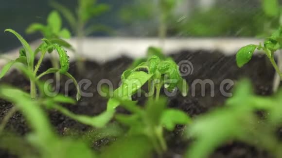 温室里的幼苗给园丁浇水水溅到绿芽上慢动作农业视频的预览图