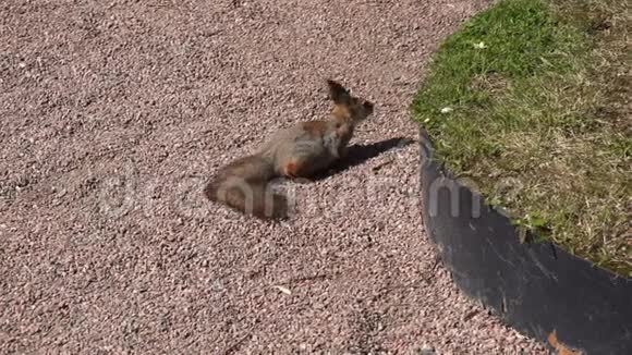 松鼠坐在绿草附近视频的预览图