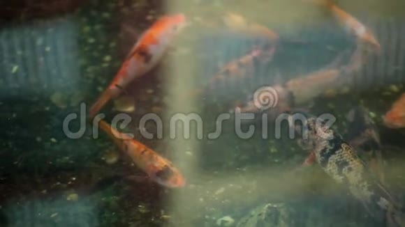 池塘里的金鱼视频的预览图