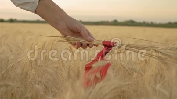 慢动作特写红丝带在妇女手中的麦穗视频的预览图
