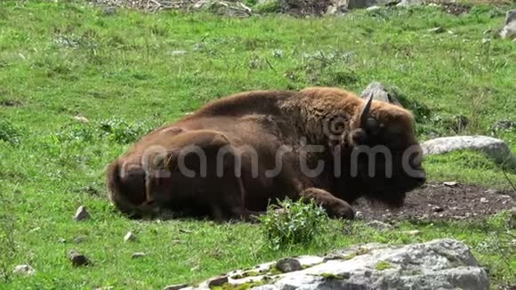 俄罗斯高加索的国家公园野牛特写视频的预览图