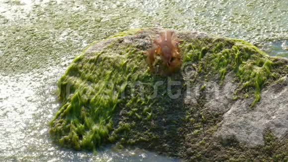 一条河里的小龙虾从石头上跌入水中水中覆盖着水道或泥浆视频的预览图