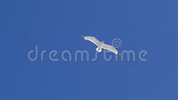 白海鸥在蓝天上飞翔行动美丽的飞翔的白鸥张开翅膀寻找食物视频的预览图