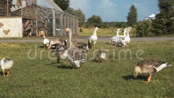 农场里一群家养的鹅视频的预览图