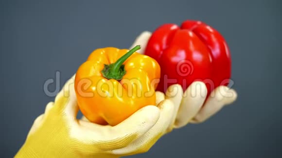 特写镜头女农民戴着手套手里拿着一双灰色背景的甜椒在工作室里营养健康视频的预览图