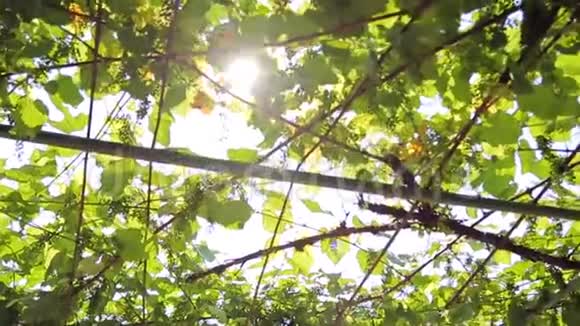 葡萄园特写阳光穿透葡萄叶摄像机的移动视频的预览图