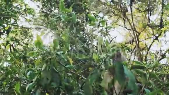 猴子猴猕猴坐在树上视频的预览图