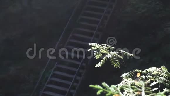 国家公园的楼梯到森林在阳光下靠近绿树录像绿色密林中的阶梯视频的预览图