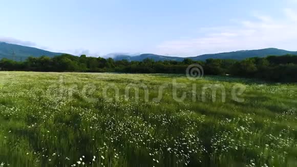 空中的雏菊在风中摇曳在蓝云密布的天空背景下近山的田野里射击白色视频的预览图